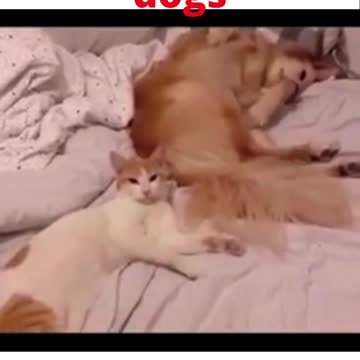 WATCH : Cute And Funny Pets Try Not To Laugh 😂 #Funny_Animals #Funny_Dogs #Cute_Animals