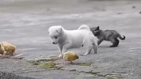 The cute little dog wants to play with chicks