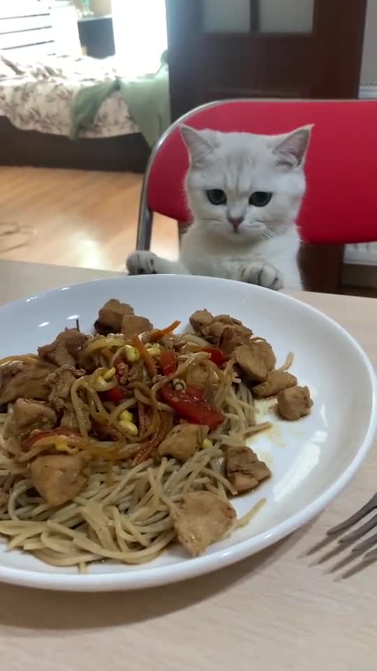 #kittens #funnycats #смешныекоты Funny kittens