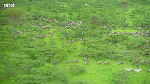 The Greatest Mammal Migration | Waterhole: Africa's Animal Oasis | BBC Earth