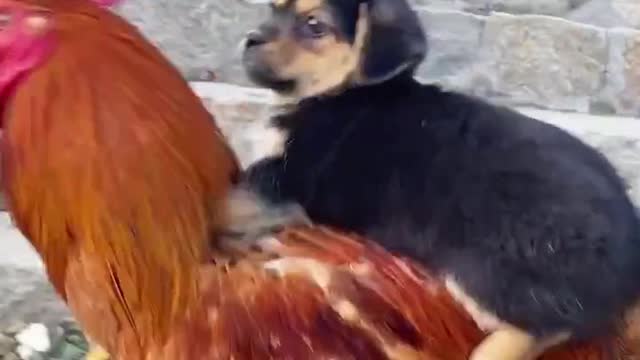 Cute chicken and dog friendship