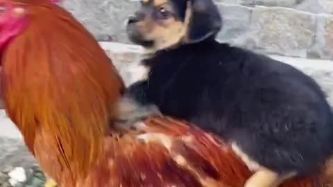 Cute chicken and dog friendship