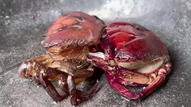 Molting Crab 🦀 🦀🦀