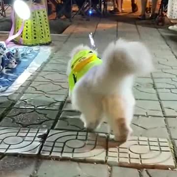 See how the cat goes shopping