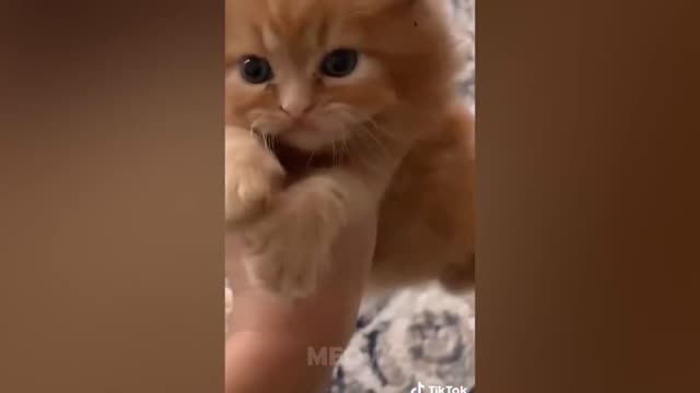 Angry Cats Super Pets Reaction Videos