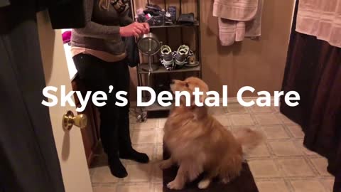 Skye gets her teeth cleaned