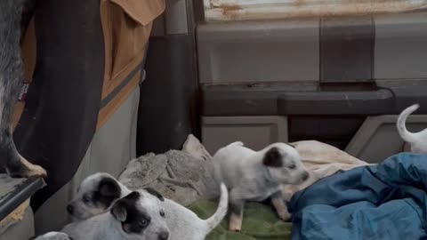 Puppy Headcount On Road Trip