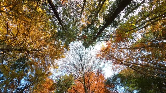 Autumn Trees, Enjoy and love the Trees