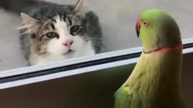 Parrot teases cat