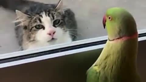 Parrot teases cat