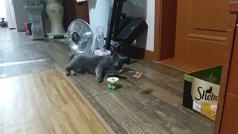 A cat playing with butterflies