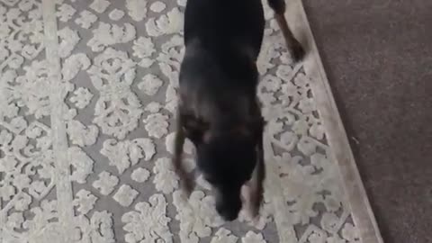 Small black chihuahua is excited that its owner came home runs in circles jumping