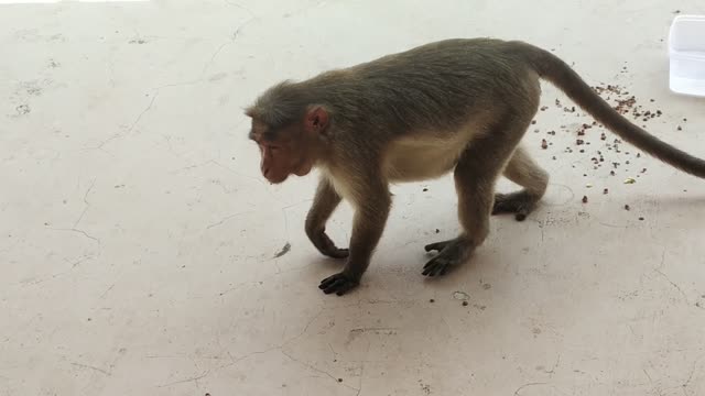 Big Monkey Drink Water And Food Eating | Monkey Attack Pojishan Video