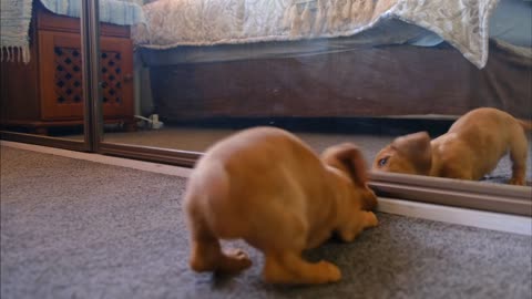 dog loving playing in his mirror