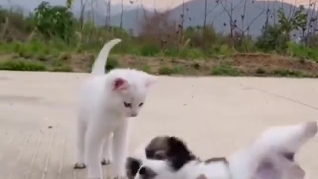 Milk gangters fights for territory all day