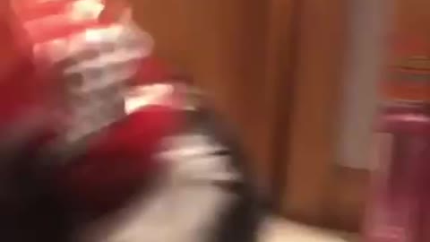 Funny Cat struggles