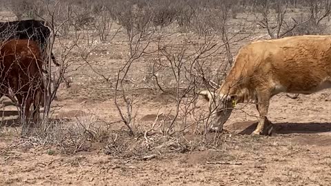 225- Young Black/red/crossbred pair and heavy bred.​