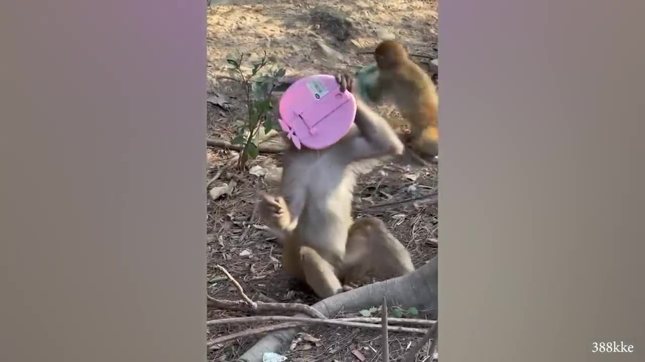 Monkeys Reacting to Magic For The First Time! New Funniest Animals