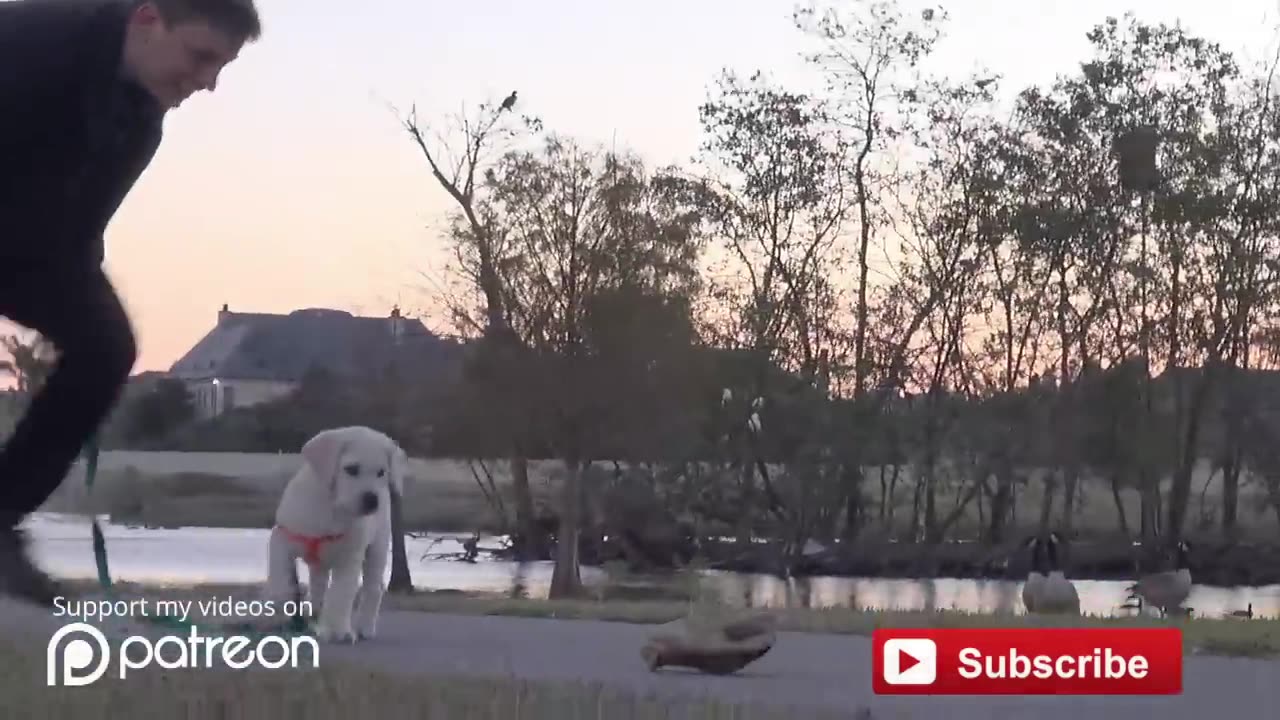 How to Leash Train your Puppy!