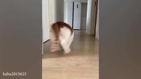 funny cat video