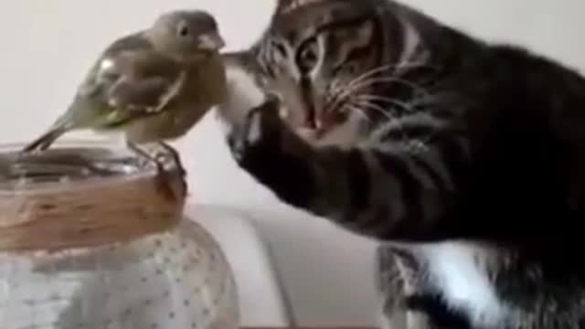 How cute a cat caresses a bird