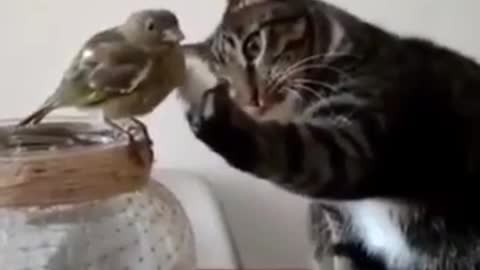 How cute a cat caresses a bird