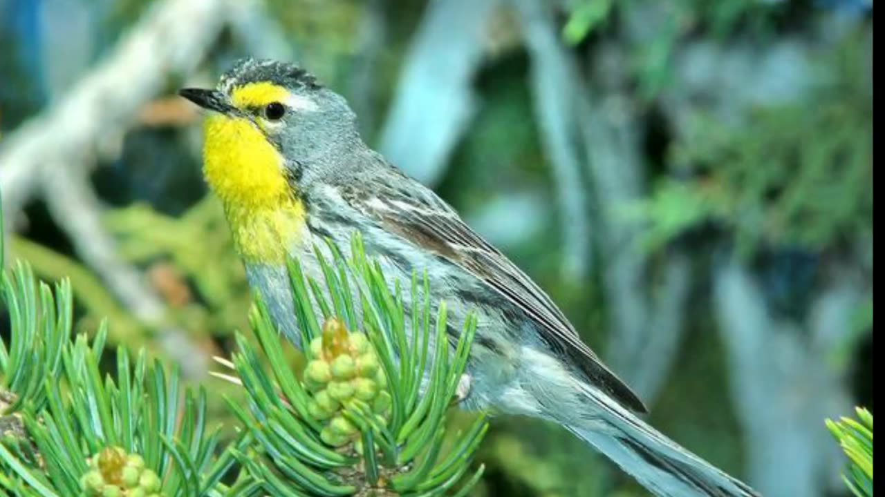 Grace's Warbler Song Video