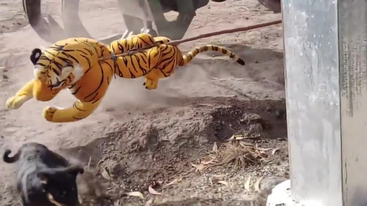 Wow Nice Funny!!! Fake Tiger Prank Dog Run Try To Stop Laugh Challenge