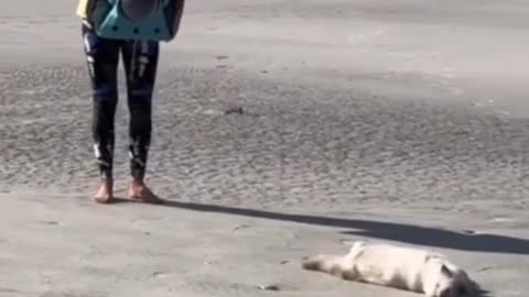 Guy trains his cat to walk alongside him at the beach