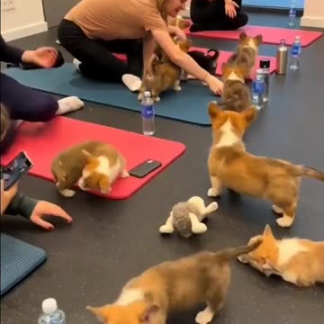 Lucky dogs 😊😊😊