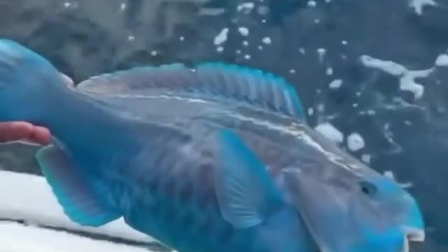 Blue Fish with Funny Looking Teeth