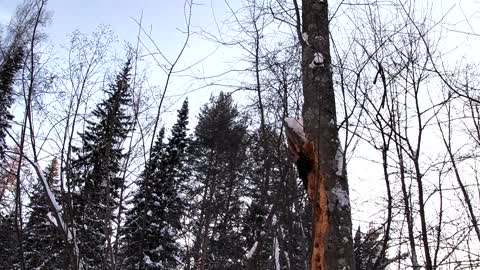 Woodpecker in the woods