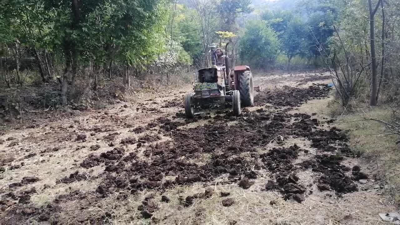 Wheat Crop Farming 01