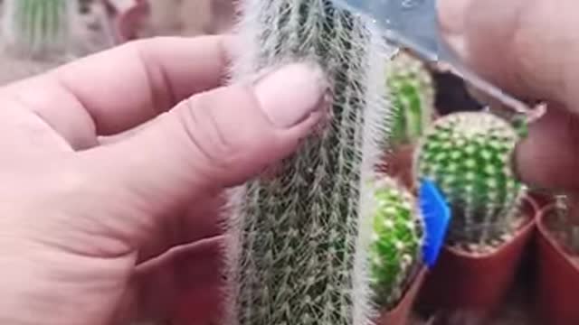 Making art out of cactus leaves 😲😍