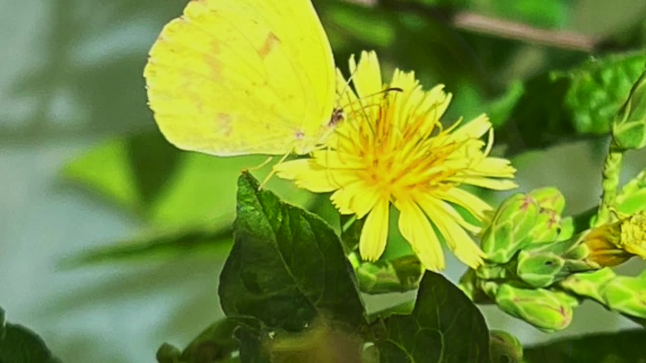 Borboleta-canarinho em flores!