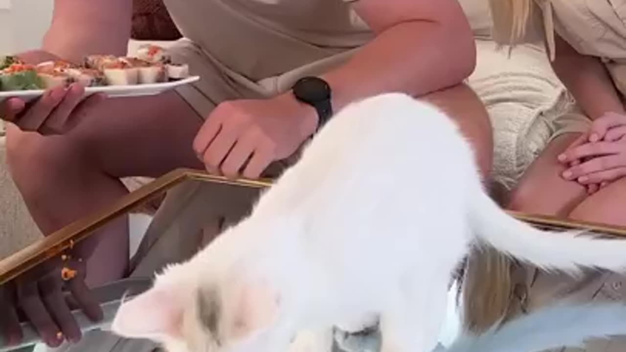 Feeding A Cat $10 Vs $10,000 Sushi