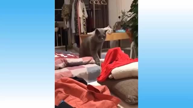 Funny Cute Pets And Animal