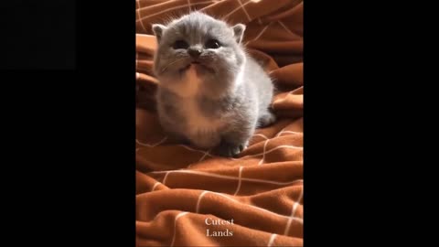 😹Cute Pets And Funny Animals Compilation