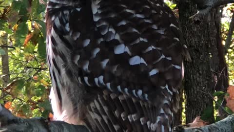 Sneaking up on a Barred Owl