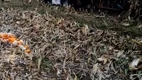 Modern Agricultural Technician Corn Harvester