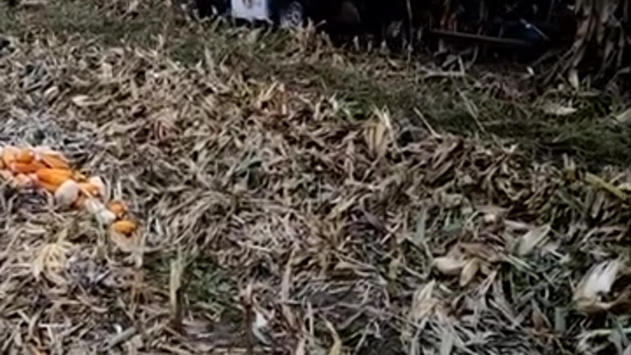 Modern Agricultural Technician Corn Harvester
