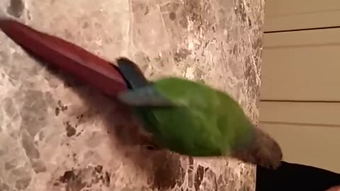 Green bird putting toy ball into toy basketball hoop