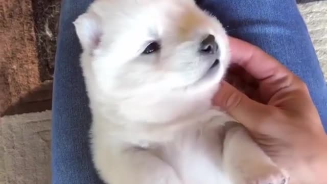 cute puppy baby