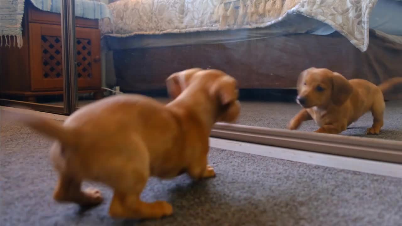 Funniest & Cutest Labrador Puppies - Funny Puppy Videos 2021 I wish one like these!!!