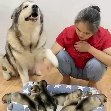 Grandma questioned my ability to bring babies! Please, I am a professional# Meng Chong# Wang Xingre