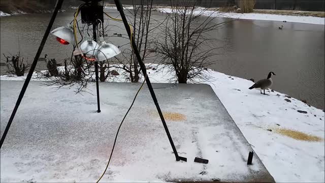 Helping Geese In A Blizzard