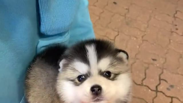 Pomeranian? Siberian Husky? it's a Pomsky! 😳😍 l Korea teacup puppies