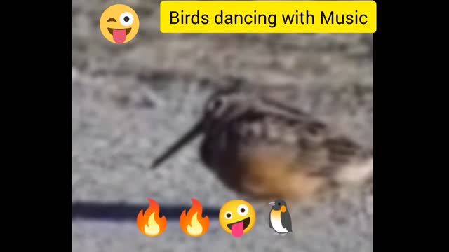 Splendid bird dancing with music 💚🐧