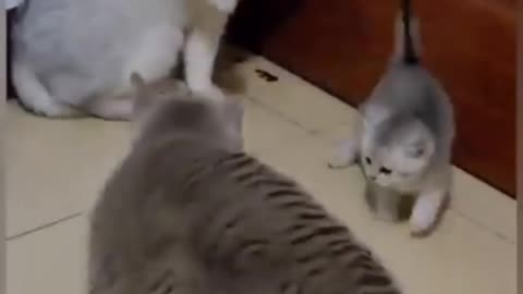 Crazy cat 🐈🐈
