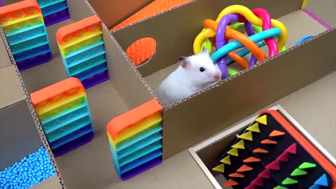 Hamster Pop It Maze